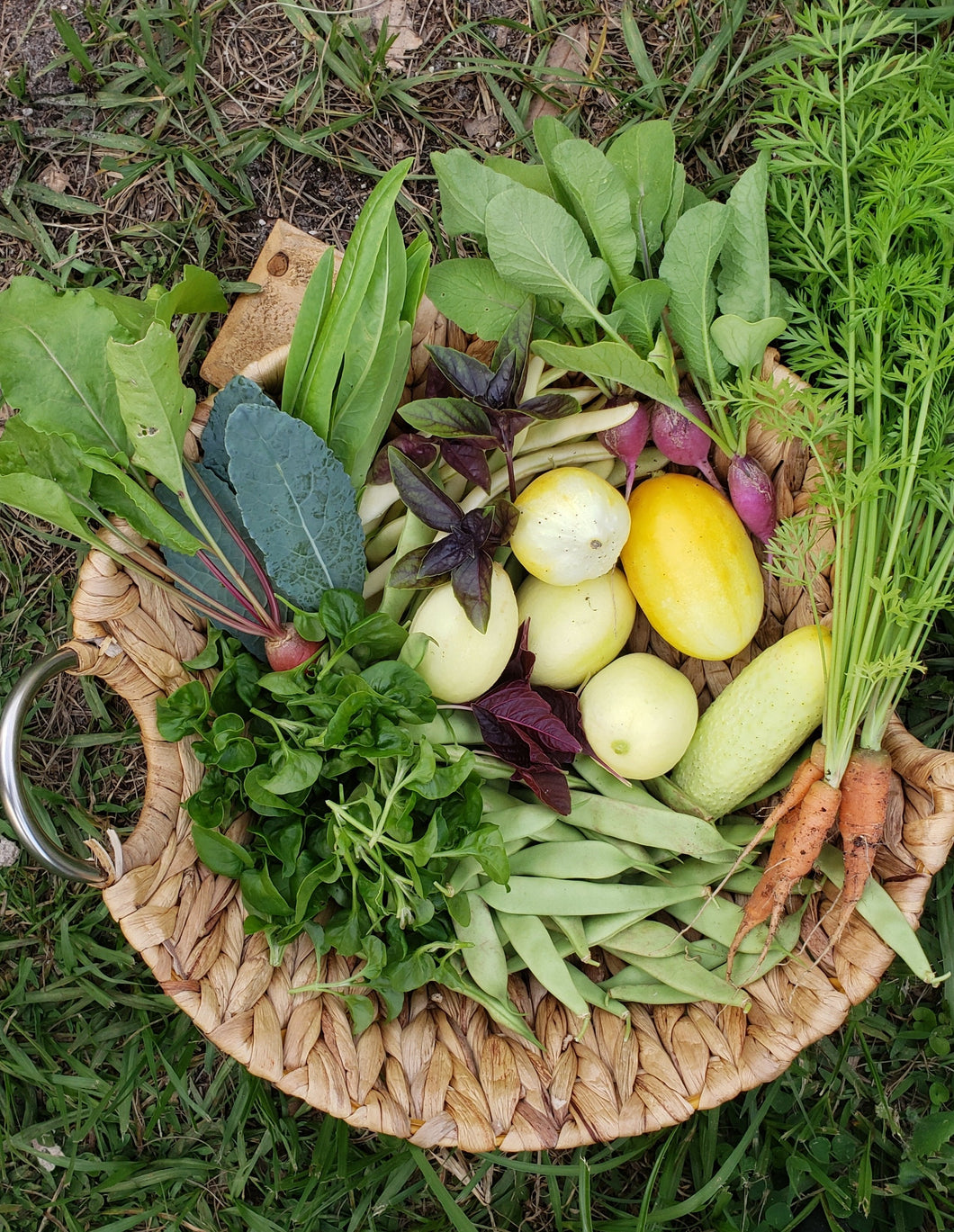 Basket filled with a small harvest from a newly established garden. Sissoo spinach, green beans, carrots, cucumbers, radish, basil, kale and lettuce.