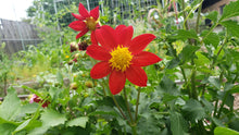 Load image into Gallery viewer, Close up image of red mignon single dahlia with a yellow center, surrounded by foliage and unopened blossoms. 
