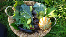 Load image into Gallery viewer, Woven straw basket filled with the days harvest. Inculdes kale, tomatoes, cucumber, okra, eggplant, kajari melon, and brassica greens. Grass background.
