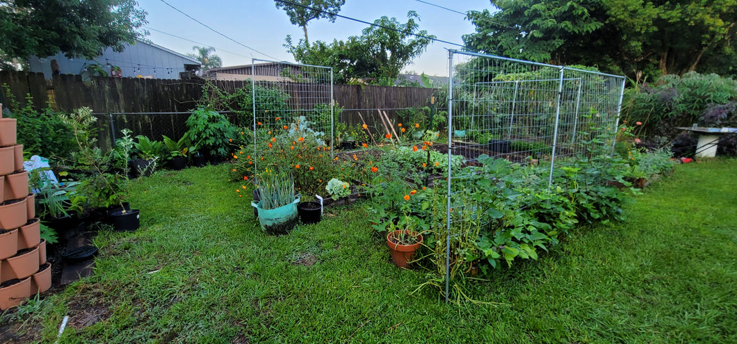 wide angle photo of a backyard raised garden installation filled with plants. 