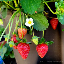 Load image into Gallery viewer, Strawberry plant in bloom and fruiting growing in a container. Strawberries are at multiple stages of ripeness, from small and green, to big juicy and plump. © 2022 micaela jean harris 
