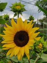 Load image into Gallery viewer, close up image of a yellow sunflower with multiple unopened blooms surrounding it
