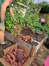 Load image into Gallery viewer, Sweet potatoes being harvested from a raised bed. Box of harvested sweet potatoes at bottom of image with exposed soil and sweet potato vines above.
